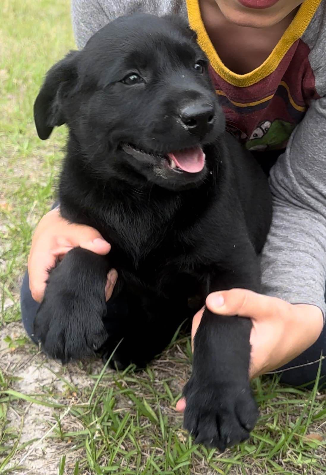 Labrador Retriever Puppies breeder image 18
