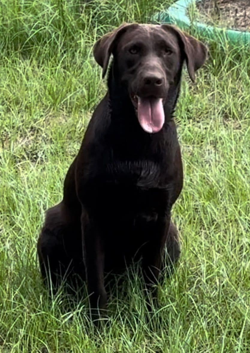 Labrador Retriever Puppies breeder image 21