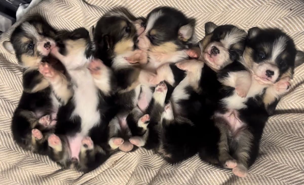 Labrador Retriever Puppies breeder image 29