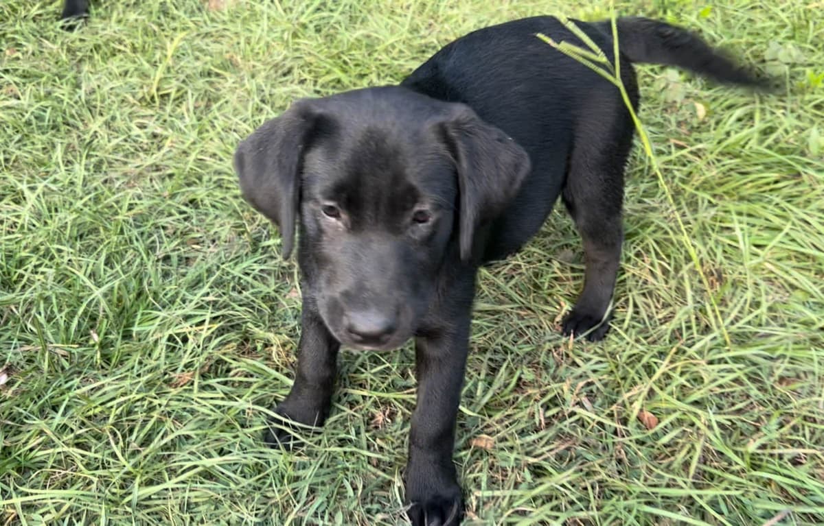 Labrador Retriever Puppies breeder image 25