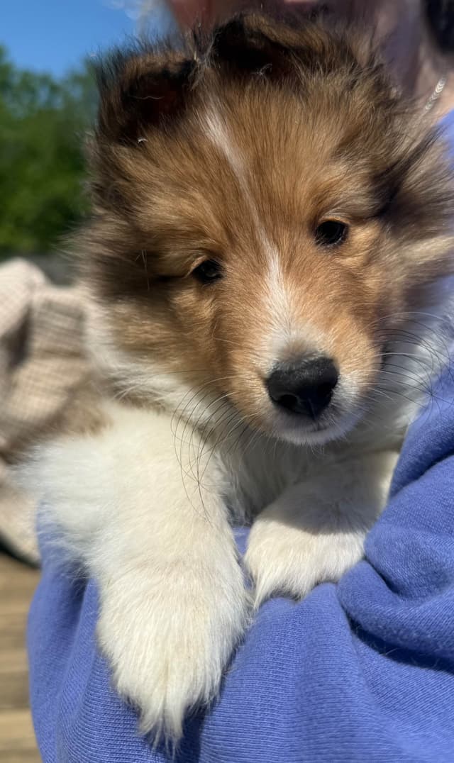 Shetland Sheepdog Puppies Available media 2