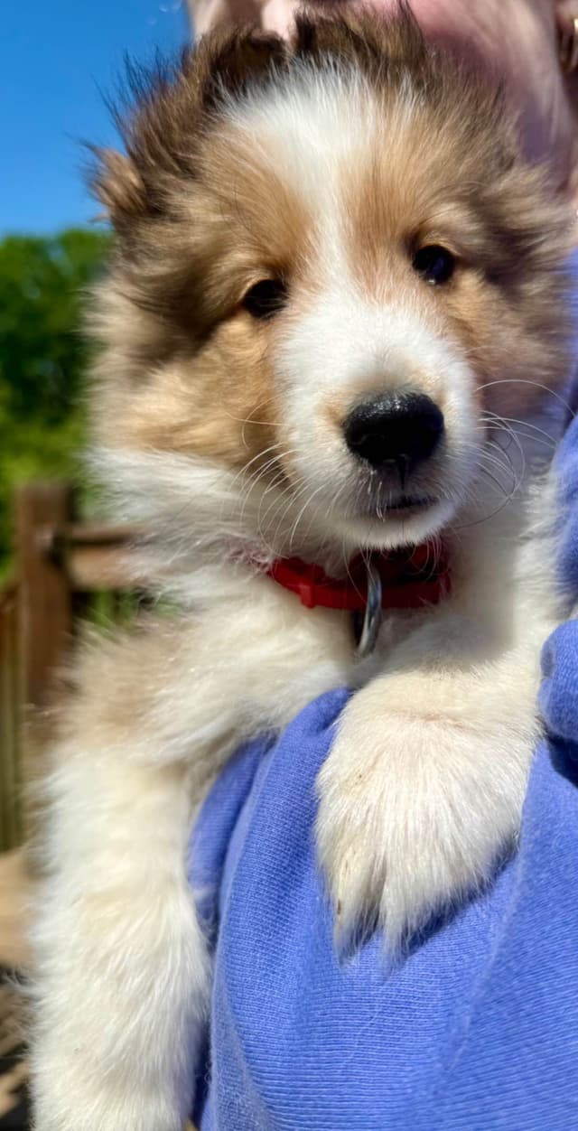 Shetland Sheepdog Puppies Available media 3