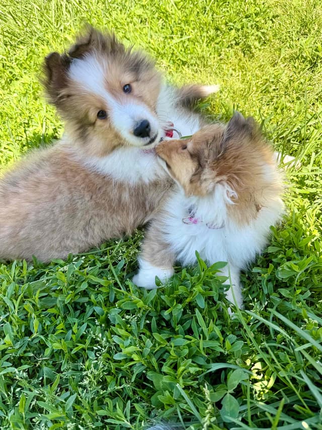 Shetland Sheepdog Puppies Available media 4