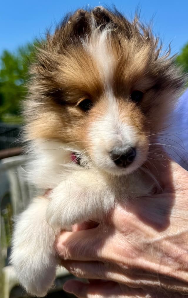 Shetland Sheepdog Puppies Available media 5
