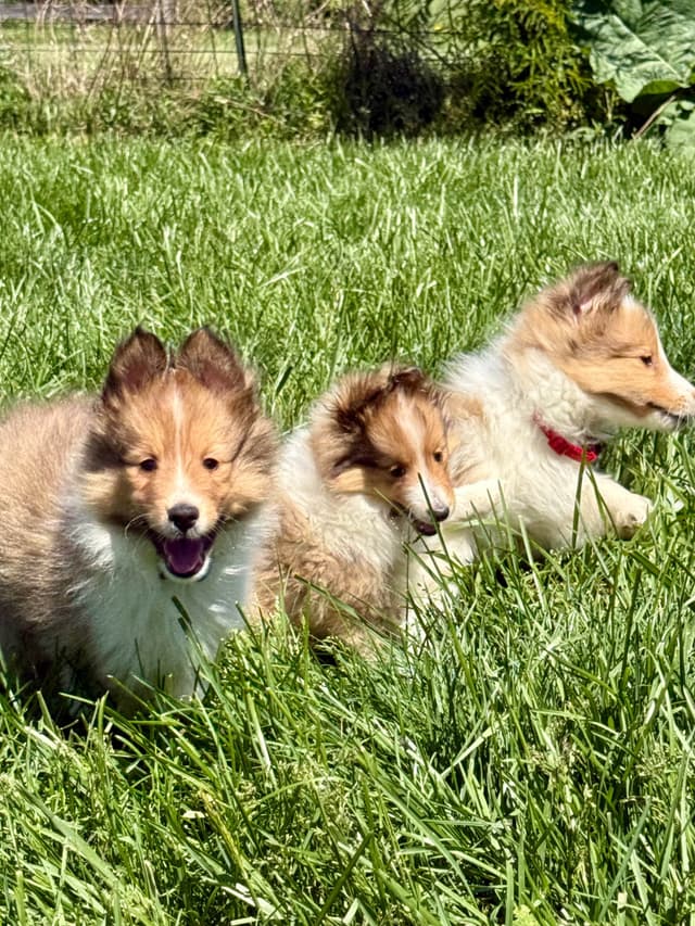 Shetland Sheepdog Puppies Available media 6