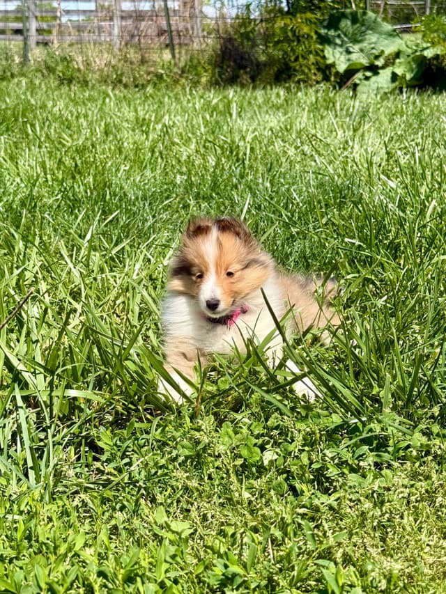 Shetland Sheepdog Puppies Available media 7