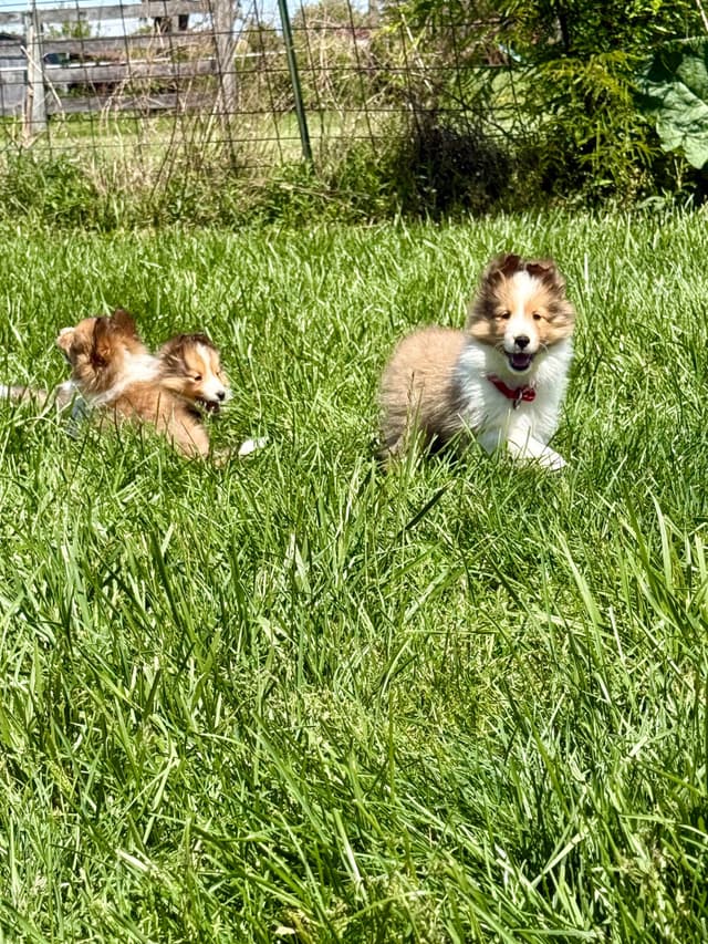 Shetland Sheepdog Puppies Available media 8