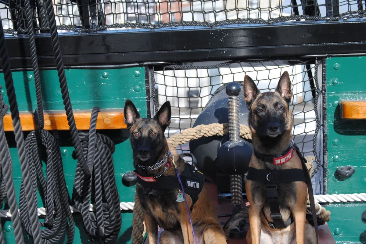 Belgian Malinois Puppies breeder image 1
