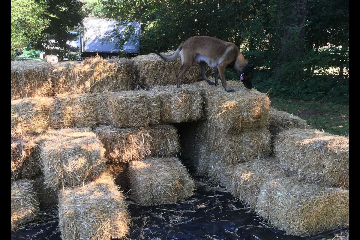 Belgian Malinois Puppies breeder image 12