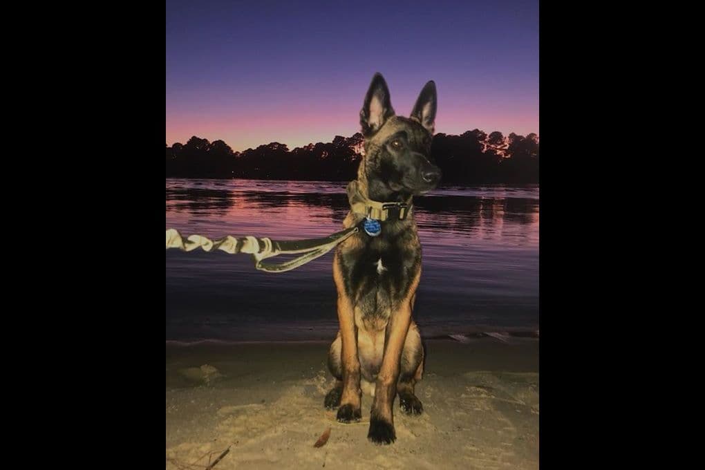 Belgian Malinois Puppies breeder image 11