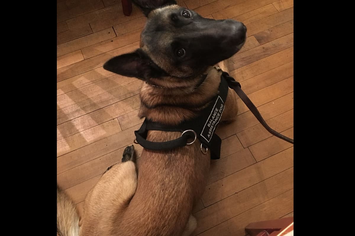 Belgian Malinois Puppies breeder image 10
