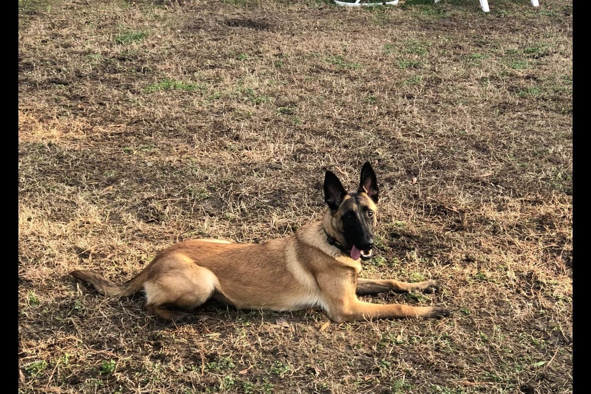 Belgian Malinois Puppies breeder image 9