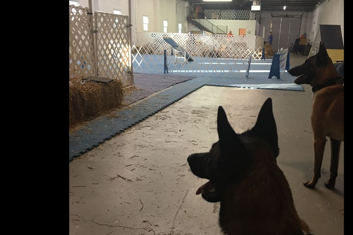 Belgian Malinois Puppies breeder image 8