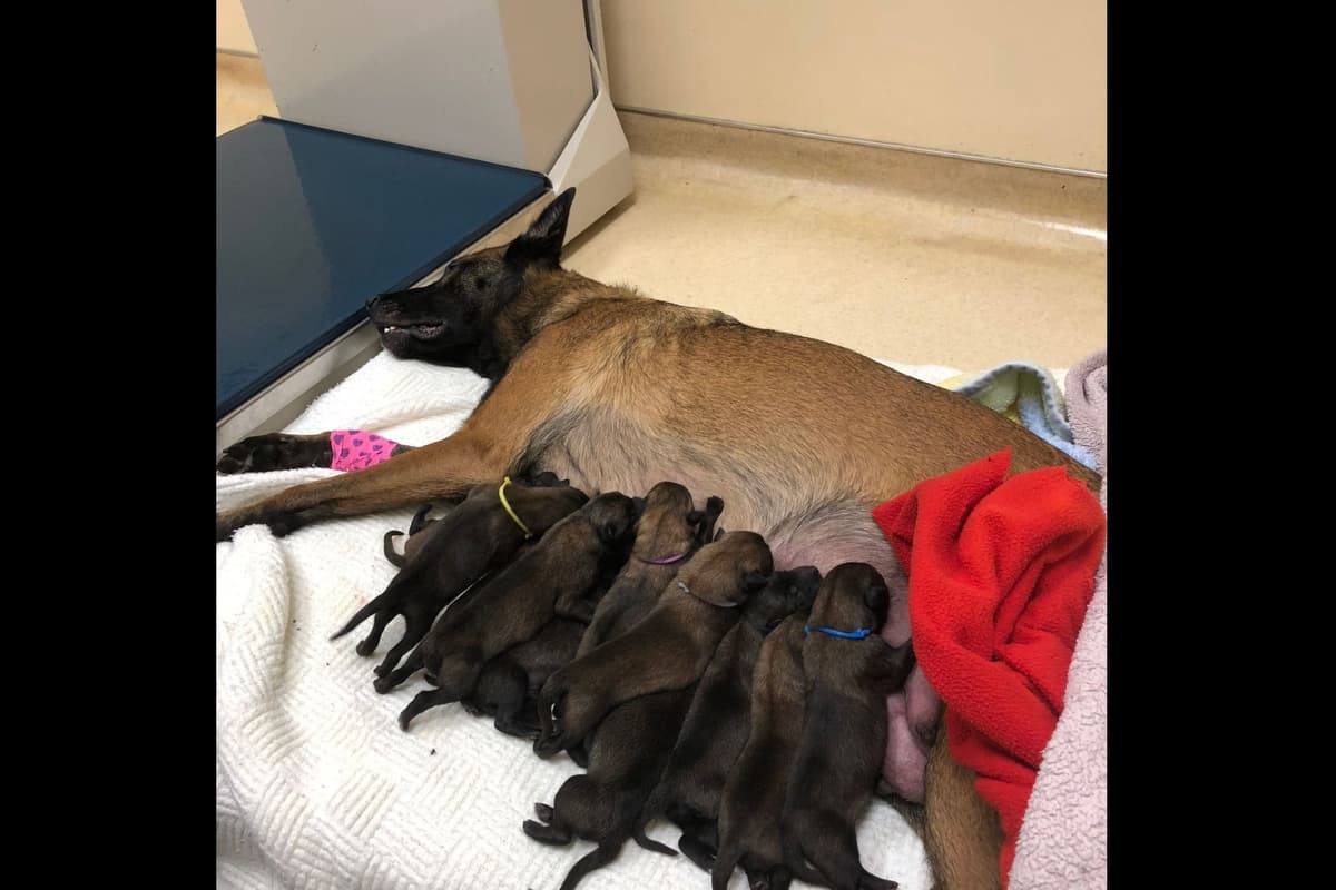 Belgian Malinois Puppies breeder image 7
