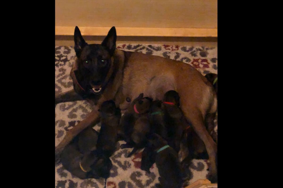 Belgian Malinois Puppies breeder image 6
