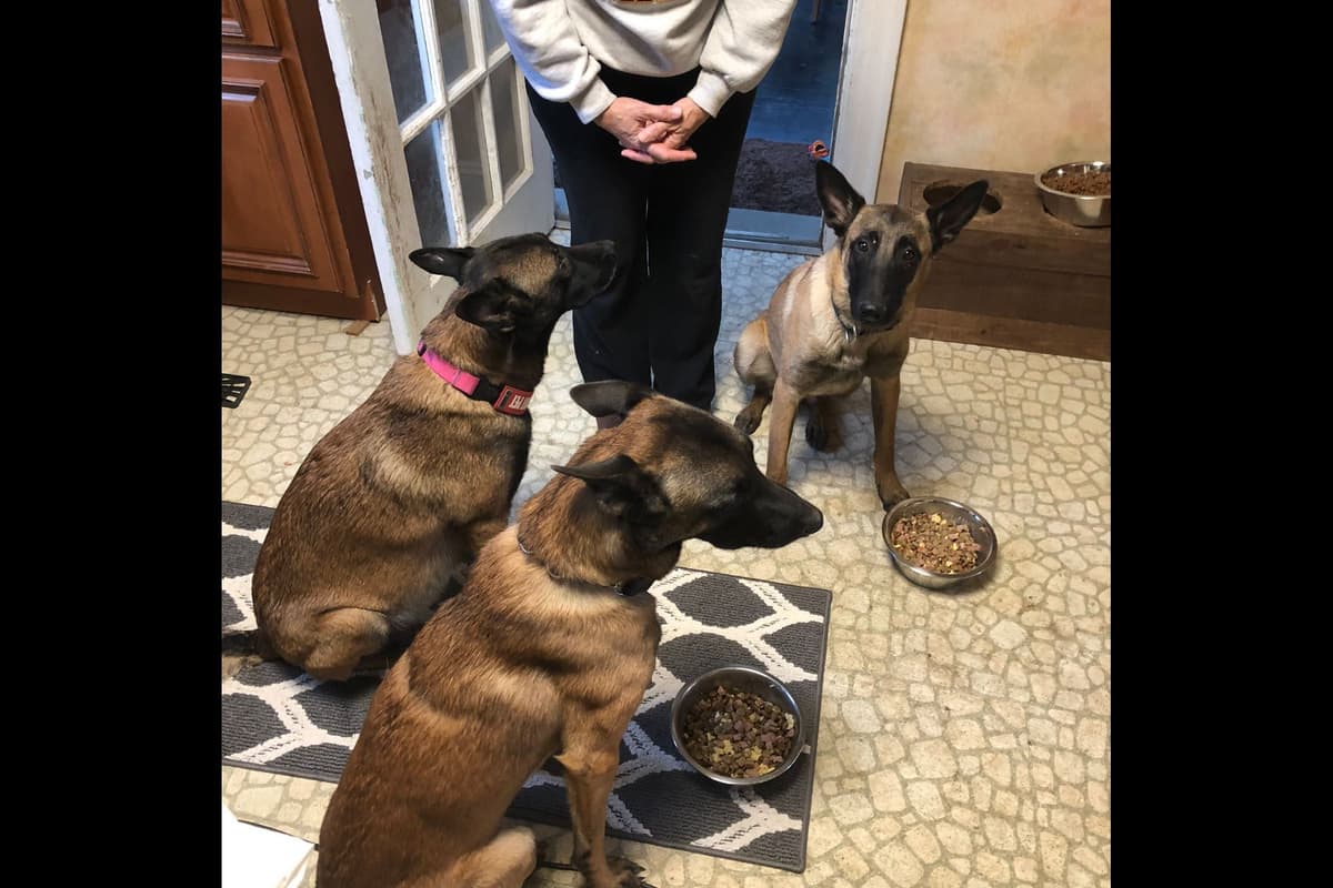Belgian Malinois Puppies breeder image 5