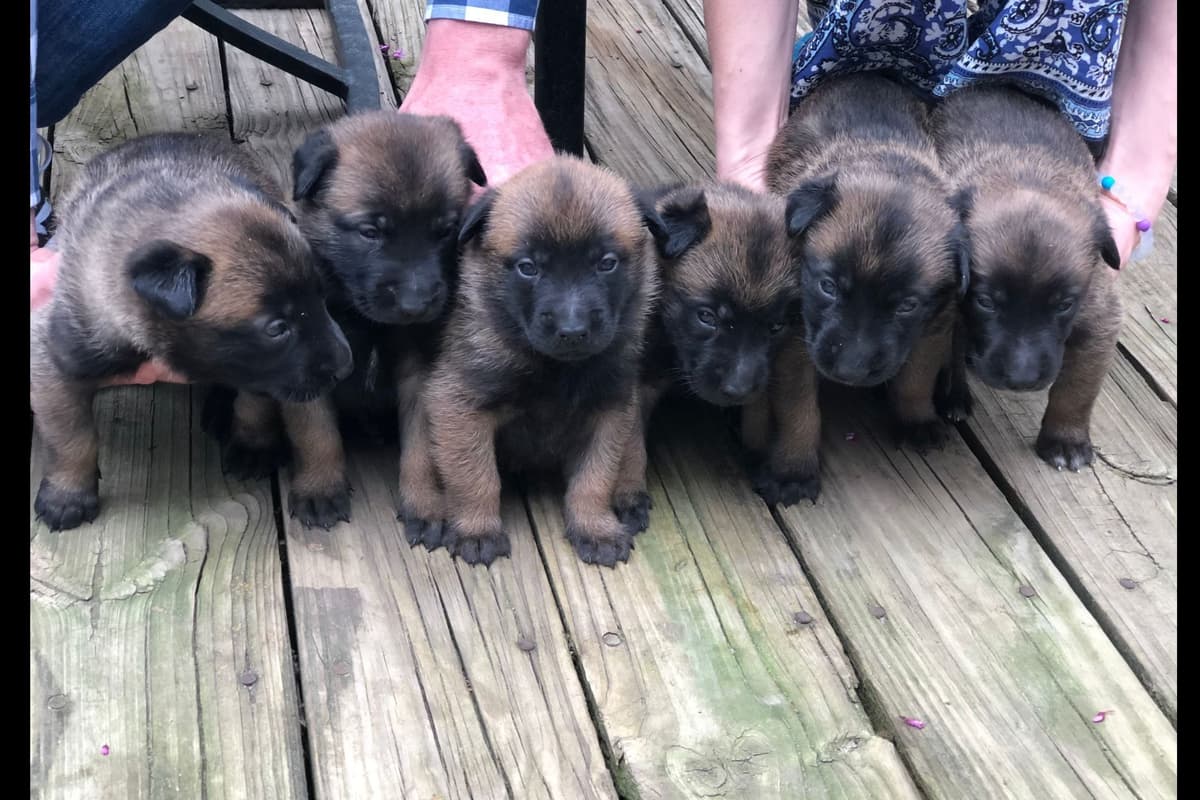 Belgian Malinois Puppies breeder image 2