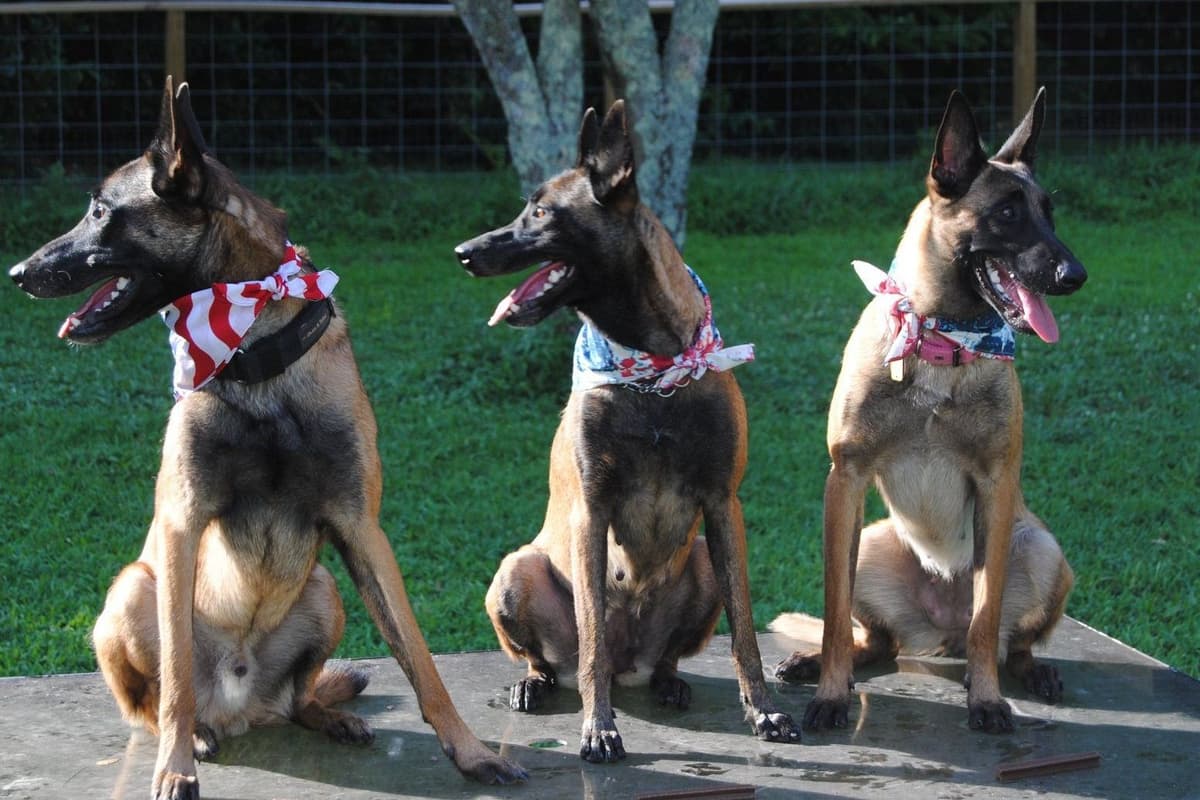 Belgian Malinois Puppies breeder image 14