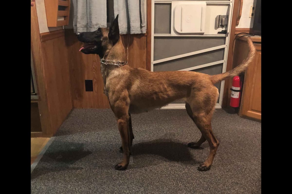 Belgian Malinois Puppies breeder image 15