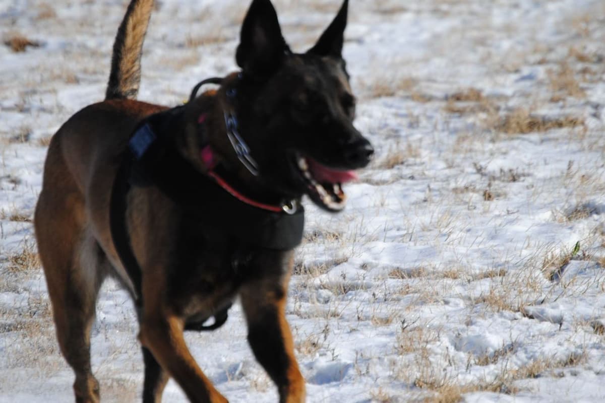 Belgian Malinois Puppies breeder image 17