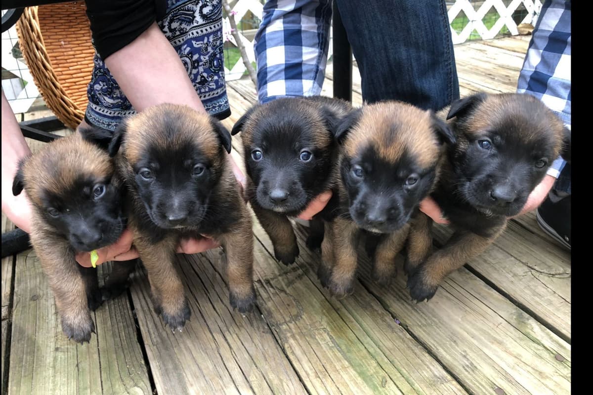 Belgian Malinois Puppies breeder image 18