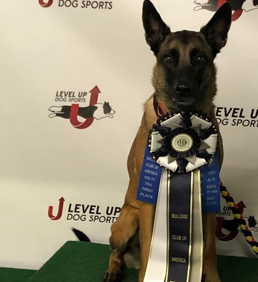 Belgian Malinois Puppies breeder image 21