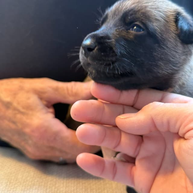 Belgian Malinois Puppies media 2
