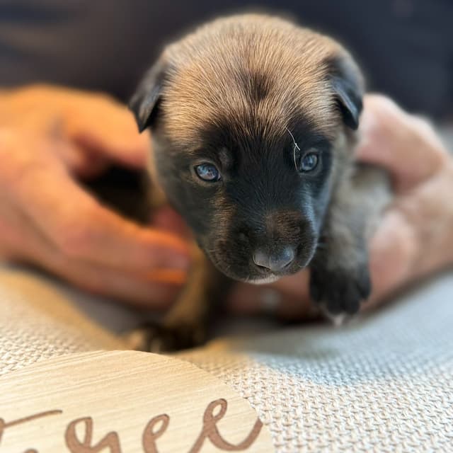 Belgian Malinois Puppies media 3