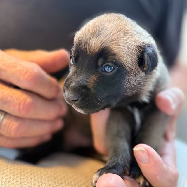 Belgian Malinois Puppies media 4