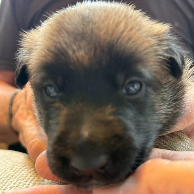 Belgian Malinois Puppies media 5