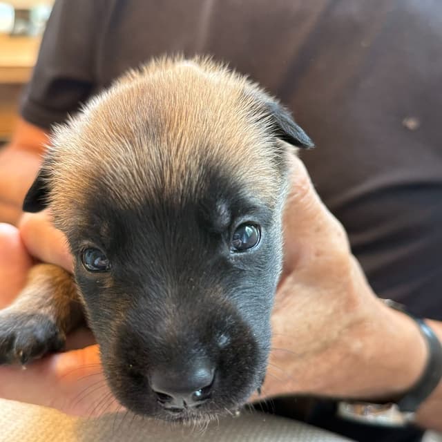 Belgian Malinois Puppies media 6