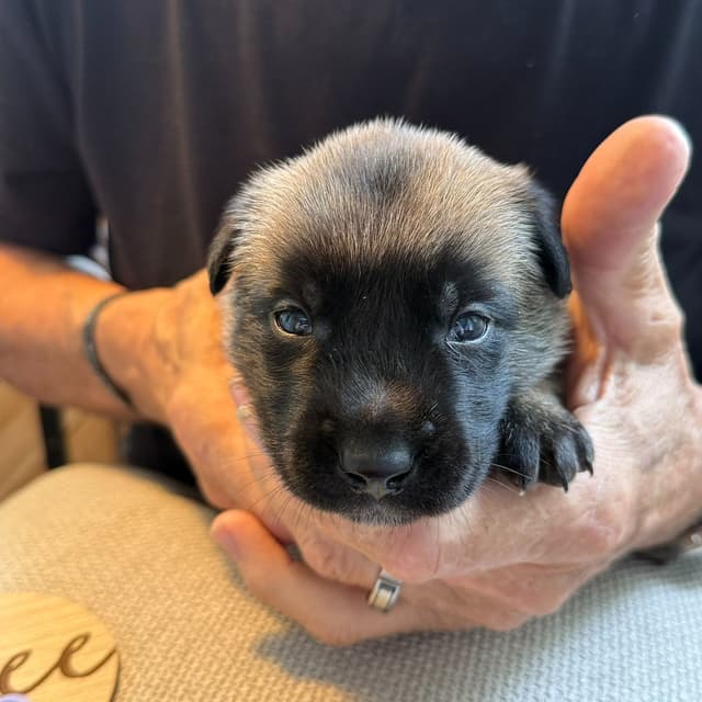 Belgian Malinois Puppies media 7