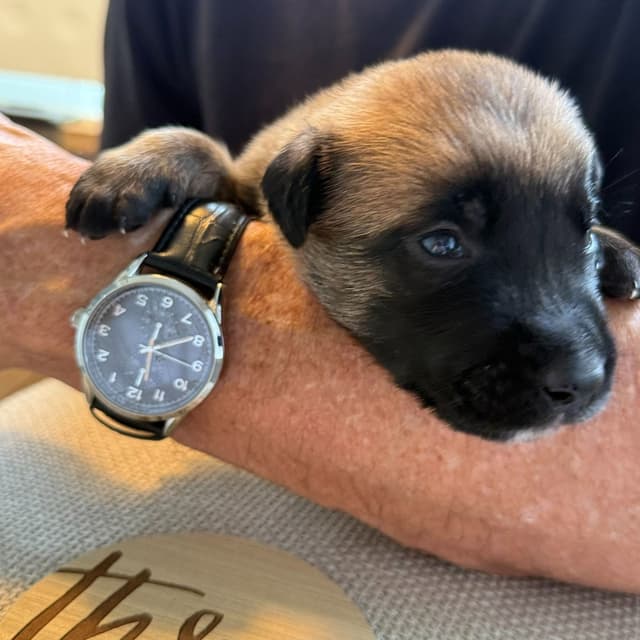 Belgian Malinois Puppies media 8