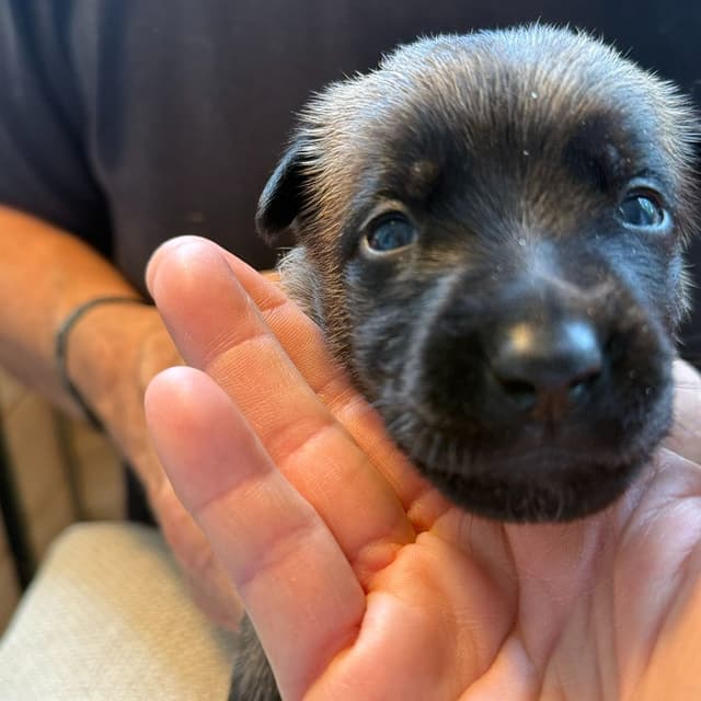 Belgian Malinois Puppies media 9