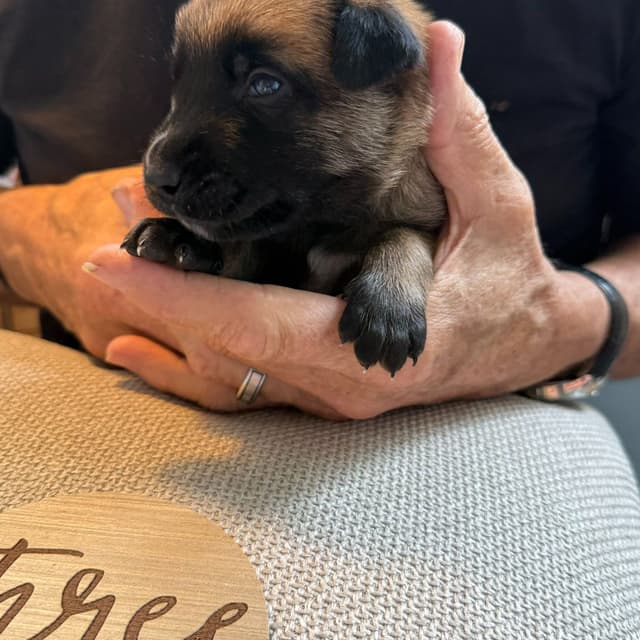 Belgian Malinois Puppies media 10