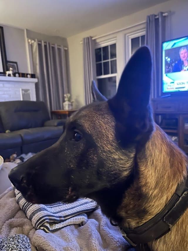 Belgian Malinois Puppies media 11