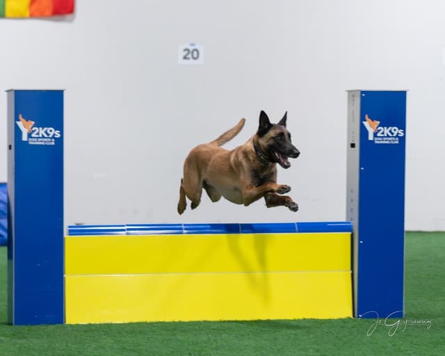 Belgian Malinois Puppies media 12