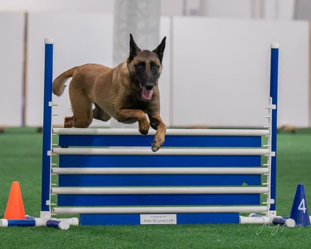 Belgian Malinois Puppies media 13