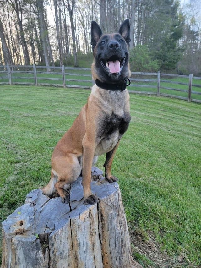 Belgian Malinois Puppies media 14