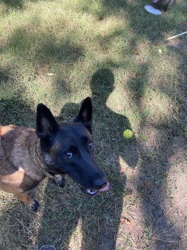 Belgian Malinois Puppies media 15