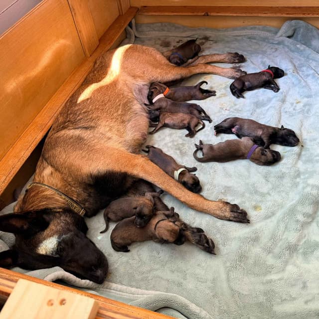 Belgian Malinois Puppies media 18