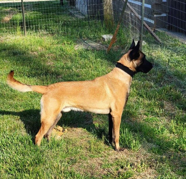 Belgian Malinois Puppies media 16