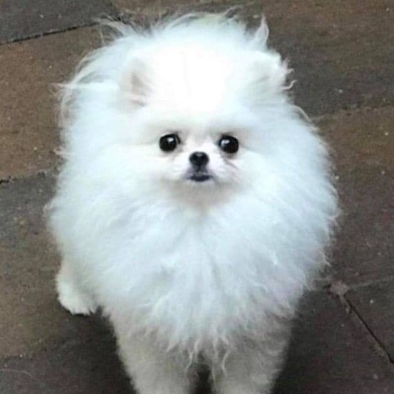 ICE WHITE POMERANIAN WITH one ( very rare ) BLUE EYE breeder image 4