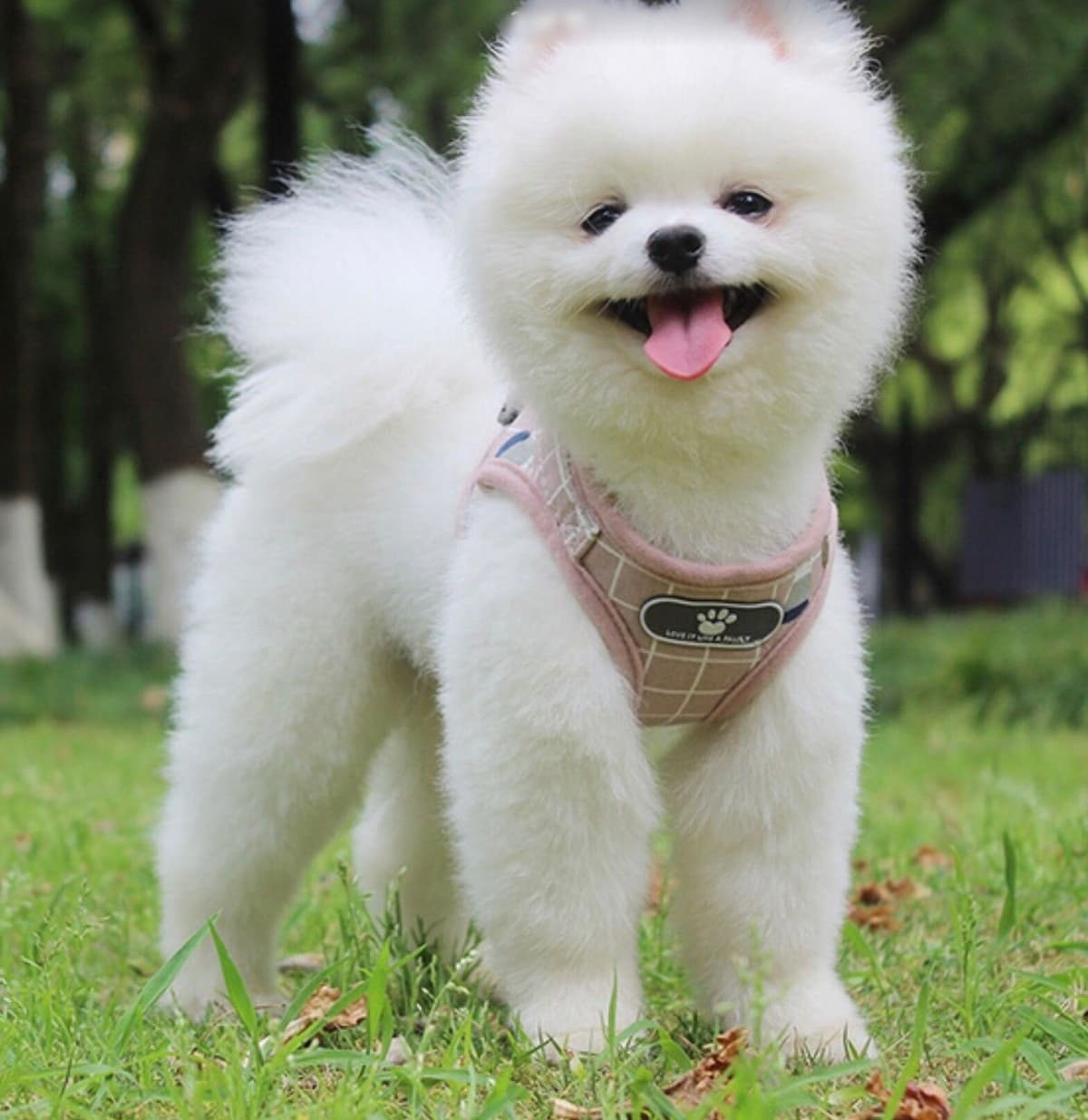 ICE WHITE POMERANIAN WITH one ( very rare ) BLUE EYE breeder image 5