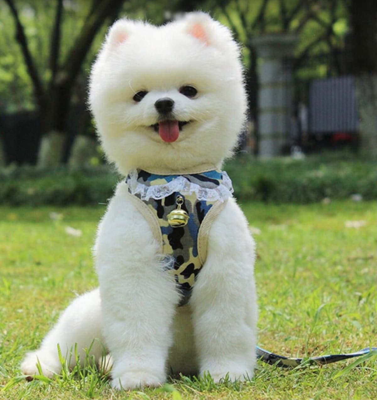 ICE WHITE POMERANIAN WITH one ( very rare ) BLUE EYE breeder image 6