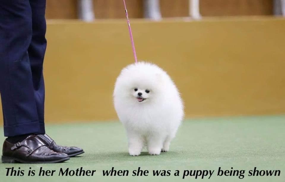 ICE WHITE POMERANIAN WITH one ( very rare ) BLUE EYE breeder image 7