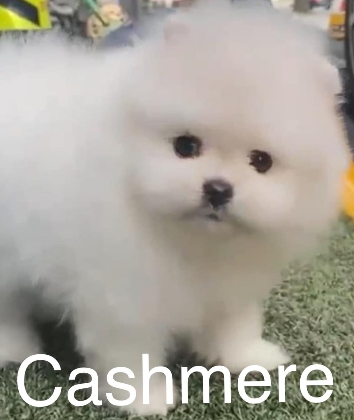 ICE WHITE POMERANIAN WITH one ( very rare ) BLUE EYE breeder image 8