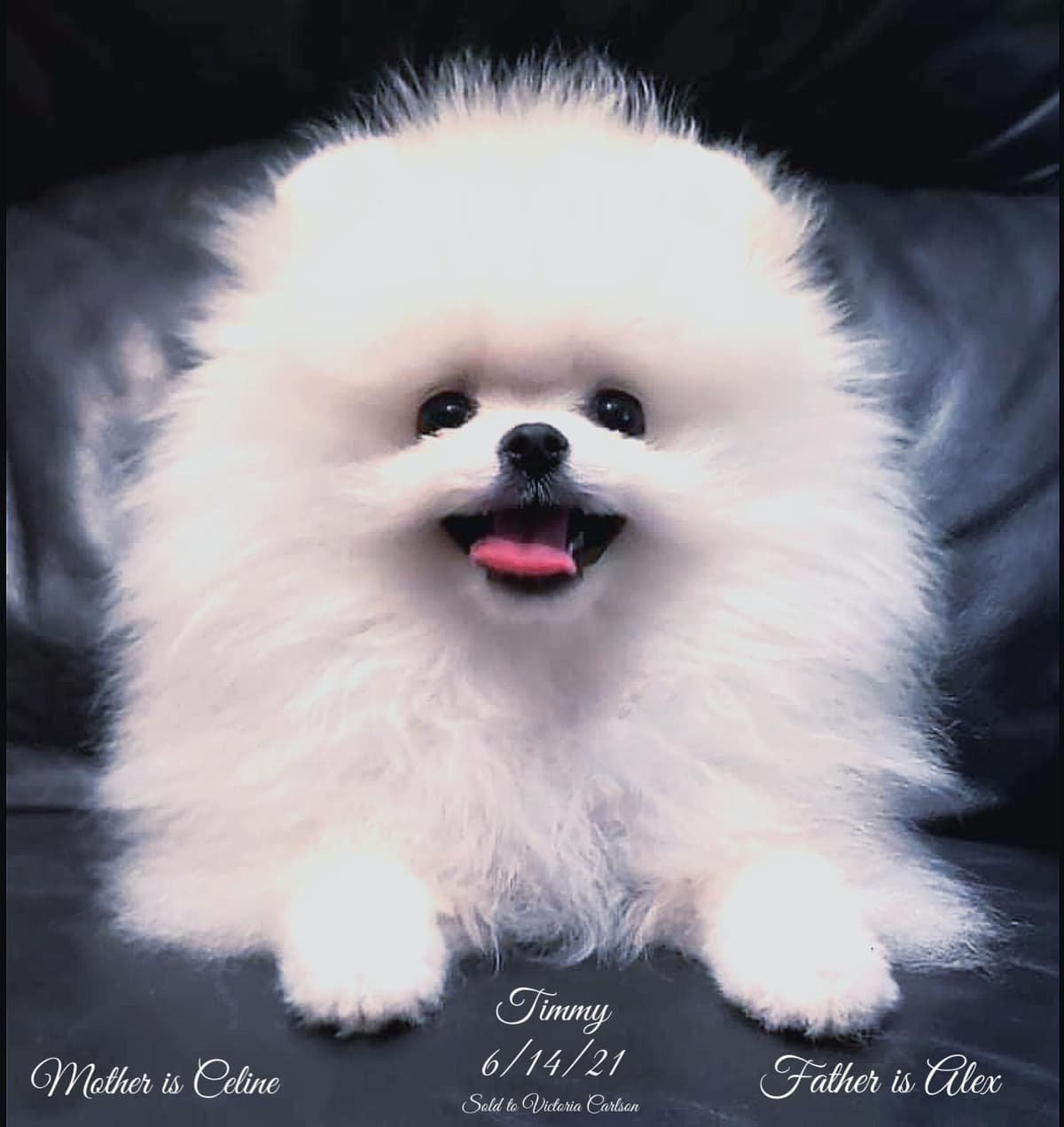 ICE WHITE POMERANIAN WITH one ( very rare ) BLUE EYE breeder image 9