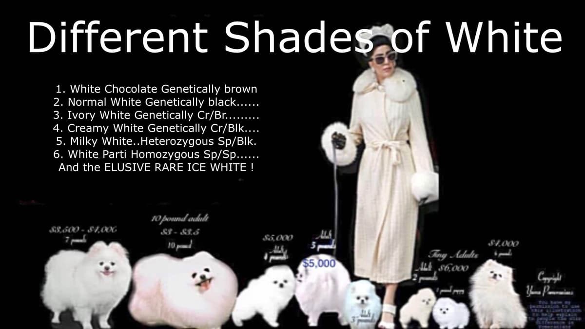 ICE WHITE POMERANIAN WITH one ( very rare ) BLUE EYE breeder image 10