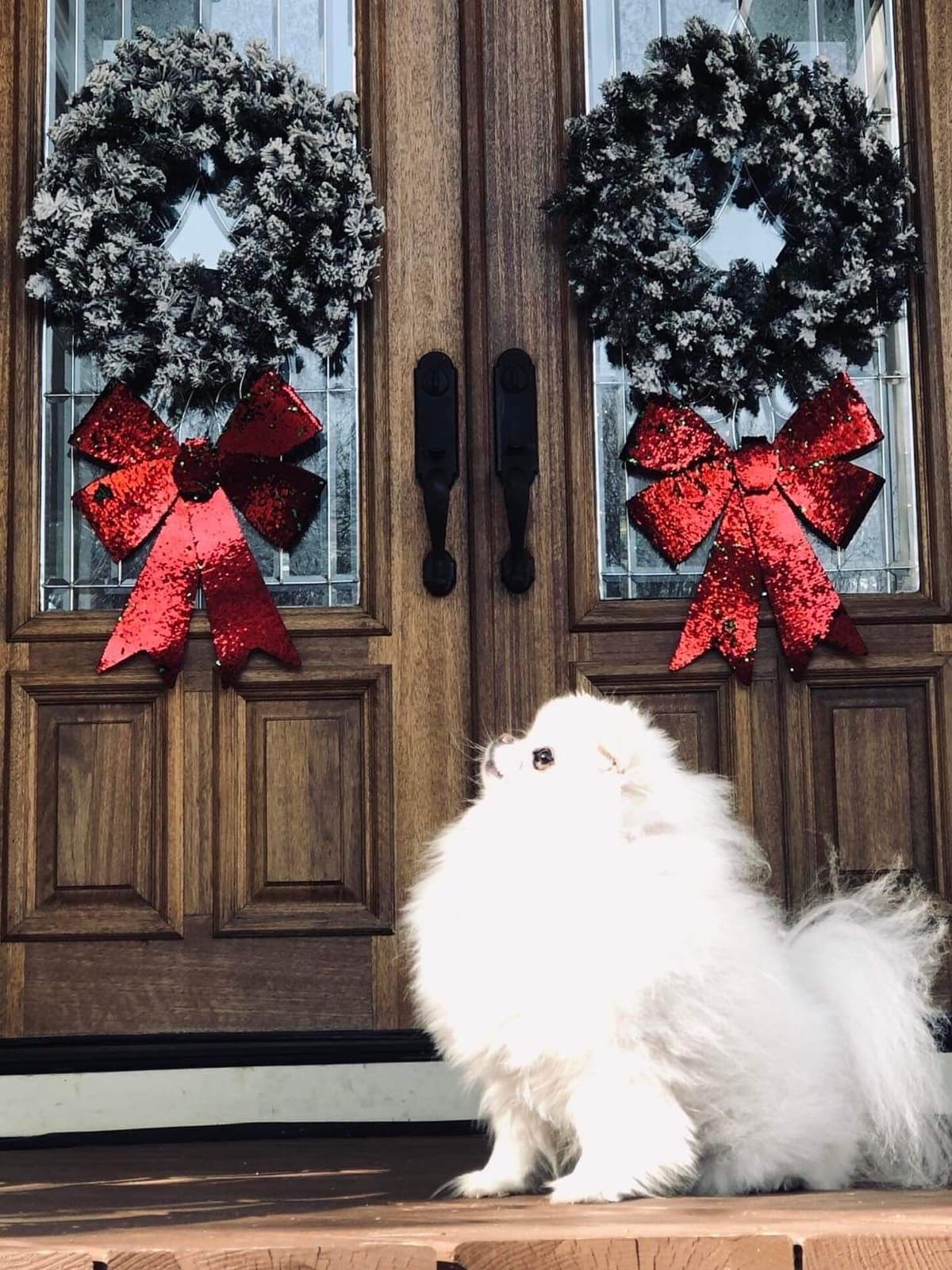 ICE WHITE POMERANIAN WITH one ( very rare ) BLUE EYE breeder image 11